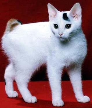 Gatinho Bobtail 