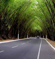 Famoso tunel de Bambu no aeroporto de Salvador.