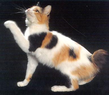 Japanese bobtail - pequena cauda