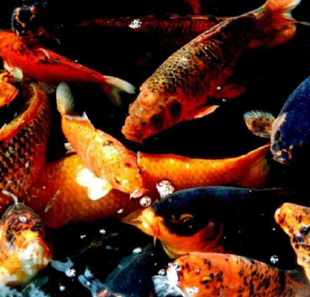 Arquivo:Koi2.jpg