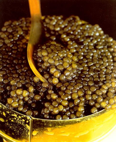 Arquivo:Caviar1.jpg
