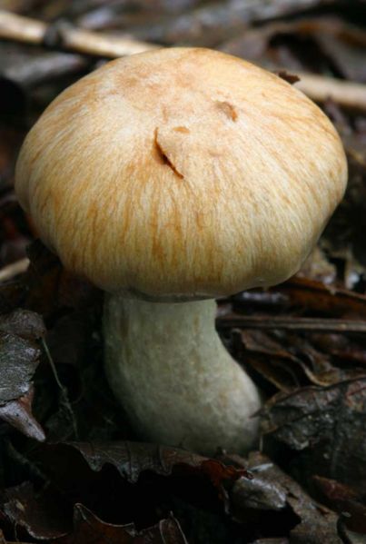 Arquivo:Cogumelo1.jpg